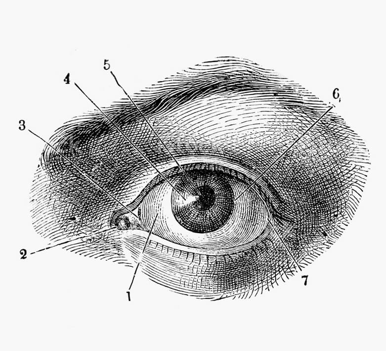 Antique illustration of human body anatomy: Human eye